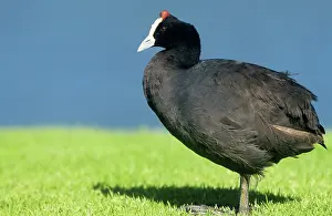 Knobbed: Redknobbed COOT