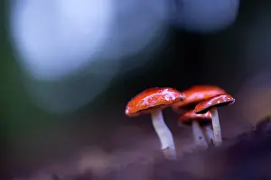 Aurantiaca: Redlead Roundhead