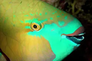 Scarus: Redlip Parrotfish - close-up