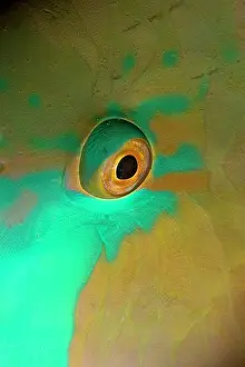 Scarus: Redlip Parrotfish - close-up of eye