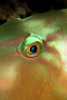Longiceps: Redlip Parrotfish - close-up of eye