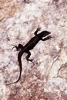 Lizards: REDONDA GROUND LIZARD - ON ROCK