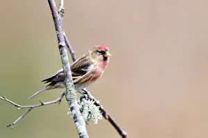 Acanthis: Redpoll