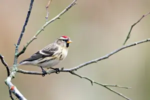 Acanthis: Redpoll