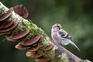 Redpolls: Redpoll - on branch with fungi