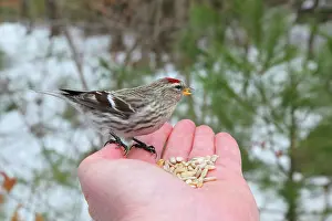 Redpoll: Redpoll eating seeds out of palm