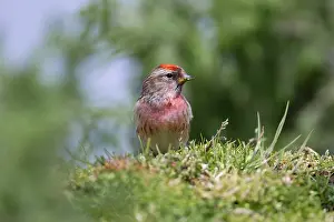 Redpolls: Redpoll - male