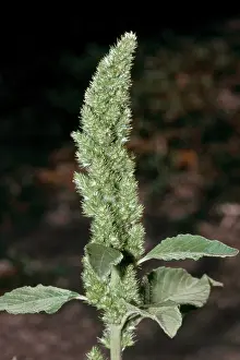 Amaranthus: Redroot Pigweed