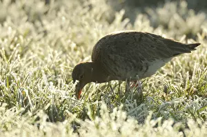 Totanus: Redshank