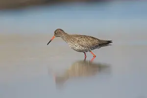 Tringa: Redshank - adult bird in shallow water - Germany