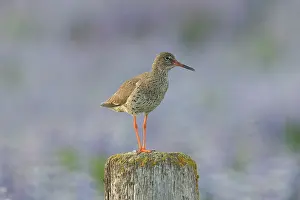Tringa: Redshank - adult bird standing on a post - Iceland