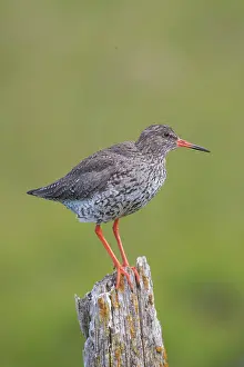 Tringa: Redshank - adult bird standing on a post - Iceland