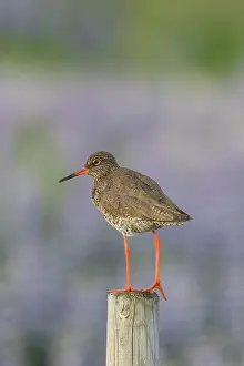 Tringa: Redshank - adult bird standing on a post - Iceland