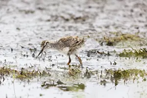Tringa: Redshank - chick foraging for food in mud on lake