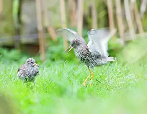 Redshanks: Redshank - displaying