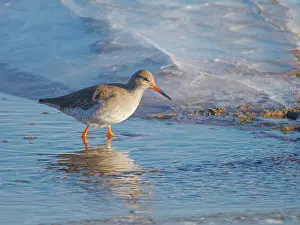 Tringa: Redshank feeding in icy water Tringa totanus Wallasea