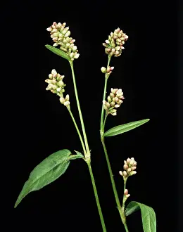 Thumb: Redshank Flowers