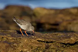 Redshanks: Redshank - looking for food on top of rocks