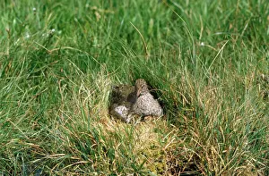 R T Smith: Redshank - at nest with chicks