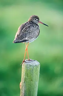 Redshanks: REDSHANK - perched
