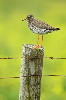 Redshanks: Redshank - on post with buttercup meadow in background