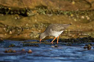 Redshanks: Redshank - searching rock pools for food