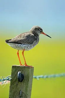 Totanus: Redshank standing on a pole