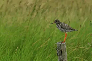 Picket: Redshank ( Tringa totanus ) on a fence post