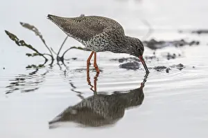 Redshank: Redshank (Tringa totanus), Lower Saxony, Germany