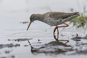 Redshank: Redshank (Tringa totanus), Lower Saxony, Germany