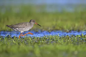 Flat: Redshank (Tringa totanus) with orange legs running along shallow water