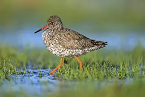 Red Coloured: Redshank (Tringa totanus) with red leg and brown plumage walking through water in a meadow