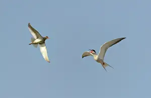 Hirundo: Redshank (Tringa totanus) scolded by a Common Tern