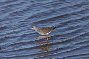 Redshank: Redshank - UK