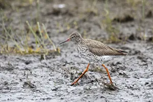 Redshanks: Redshank - walking across mudflats, foraging for