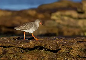 Redshanks: Redshank - walking on top of rocks