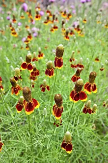 Coneflower: Redspike Mexican Hat (Ratibida columnaris)