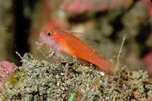 Goby: Redspot Dwarfgoby