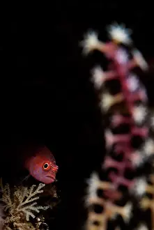 Trimma: Redspot Dwarfgoby in hole by coral Nudi Retreat