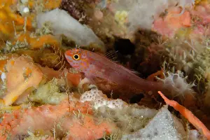 Misool: Redspot Dwarfgoby - Two Tree Island dive site, Sagof