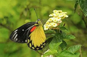 Pieridae: Redspot Jezebel
