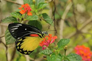 Pieridae: Redspot Jezebel