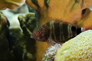 Redspotted: Redspotted Hawkfish (Amblycirrhitus pinos)
