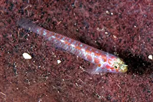 Redspotted: Redspotted Pygmygoby