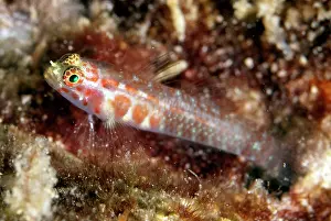 Sipadan: Redspotted Pygmygoby