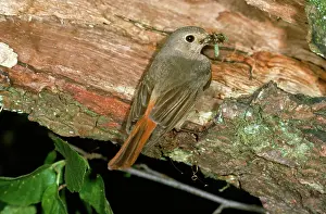 R T Smith: Redstart - female with food in beak