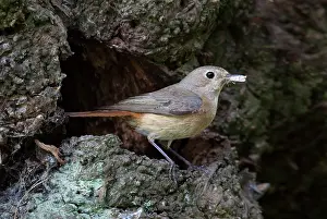 Phoenicurus: Redstart - female with food for young standing