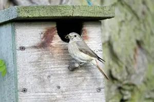 Phoenicurus: Redstart - female at nest box entrance
