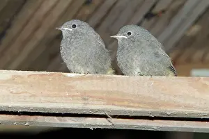 Phoenicurus: Redstart - two fledgelings sitting on roof beam