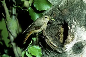 Phoenicurus: Redstart - hen at nest